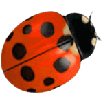 Käfer Symbol